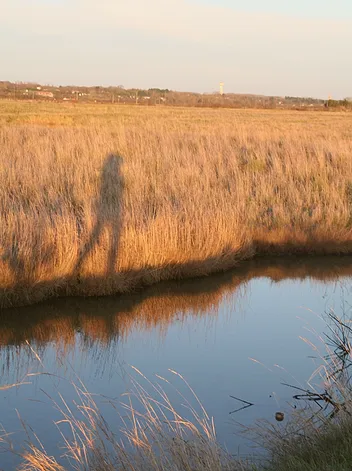 Ombre d'une silhouette sur les roseaux d'un marais au coucher du soleil